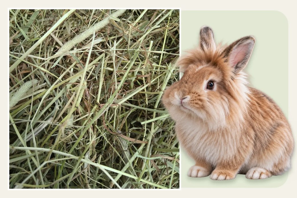 Lionhead rabbit beside genuine Devon Timothy hay
