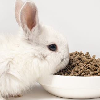 White rabbit eating food beside a bowl